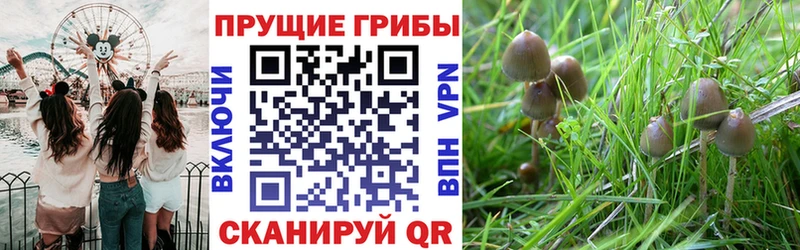 МЕГА как зайти  Лосино-Петровский  нарко площадка Telegram  Галлюциногенные грибы Cubensis 